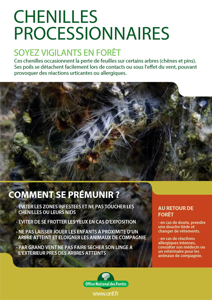 Affiche chenilles processionnaires